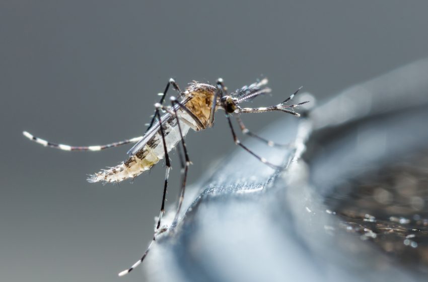  Dengue em SC: estado ultrapassa 13 mil casos prováveis da doença e chega a oito óbitos