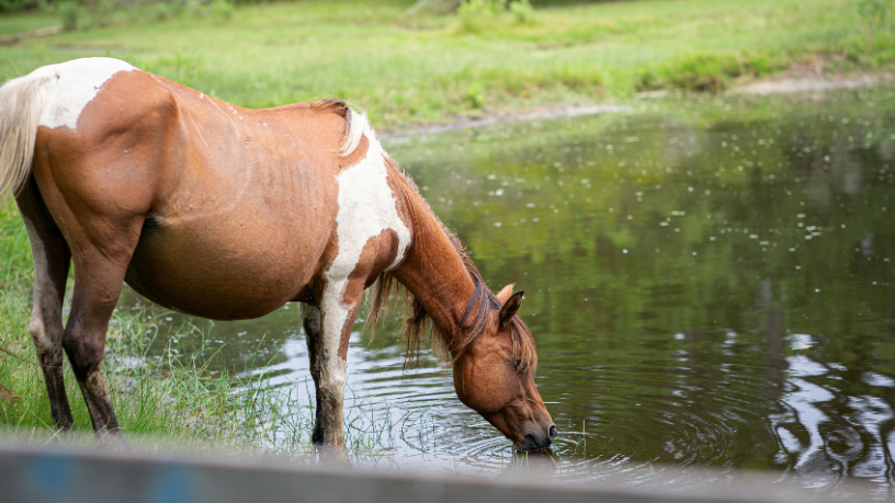A integração entre agro e genética redefine o padrão de qualidade na criação equestre, analisa Aldo Vendramin.