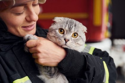 Gato Sobrevive a Queda de Apartamento e Chama Atenção para Segurança de Animais em Criciúma