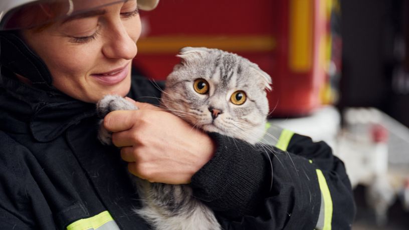Gato Sobrevive a Queda de Apartamento e Chama Atenção para Segurança de Animais em Criciúma